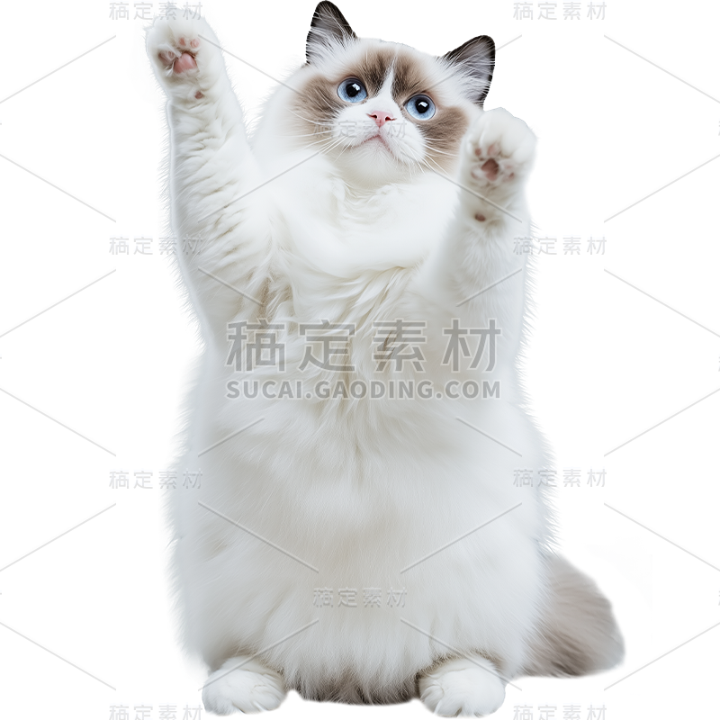 通用-写实长毛猫贴纸 动物系列