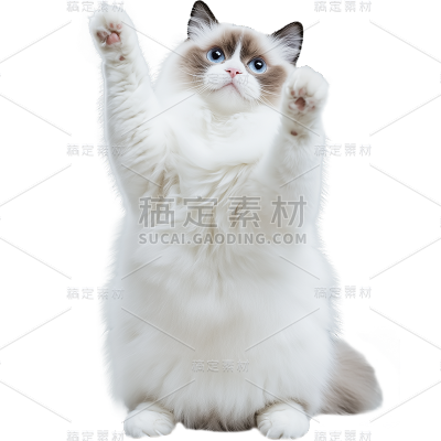 通用-写实长毛猫贴纸 动物系列