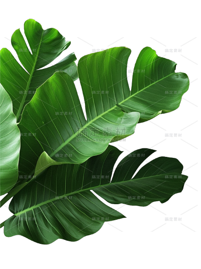 植物系列写实半边树叶