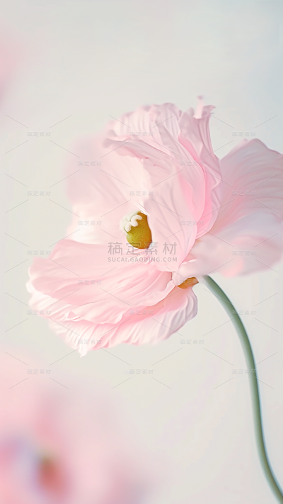 植物实景花朵特写场景背景图片素材