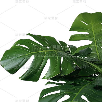 绿色植物叶子树叶装饰元素