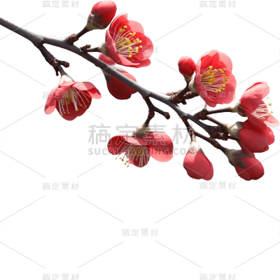 红色梅花