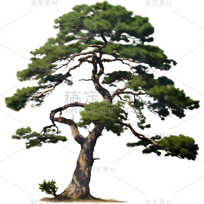 通用实景树木绿色植物松树元素贴纸