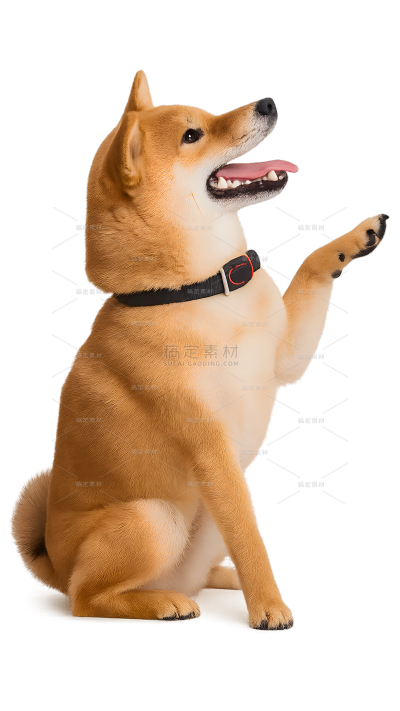 动物系列写实感打招呼柴犬（td）
