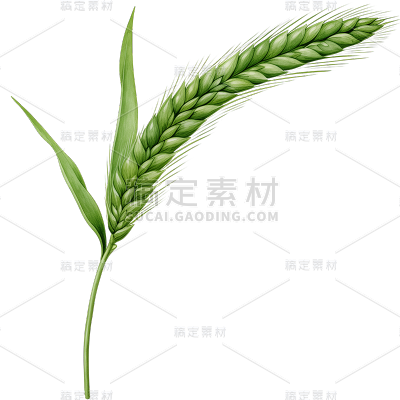 植物通用绿色插画麦穗元素素材