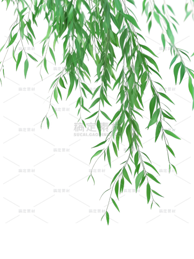 植物系列写实风垂下的柳叶元素