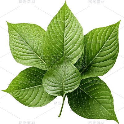 植物绿叶叶子
