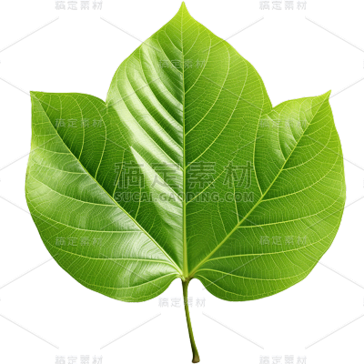 植物绿叶叶子