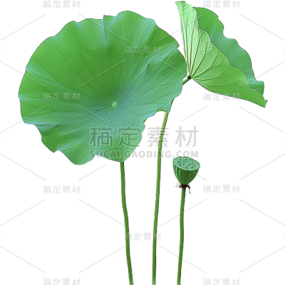 夏天通用实景荷叶绿色植物元素素材