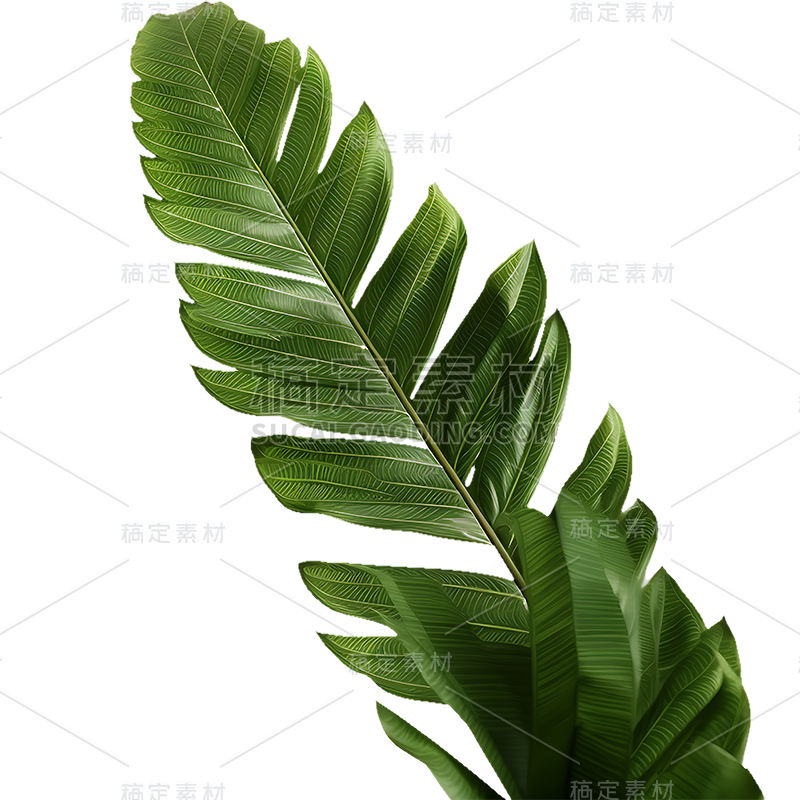 绿色植物叶子树叶装饰元素