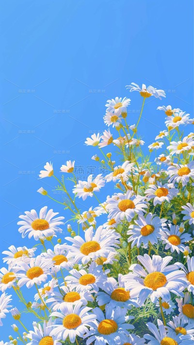 植物实景清新雏菊鲜花背景场景图片素材