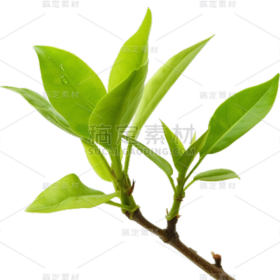 绿色树叶静态贴纸