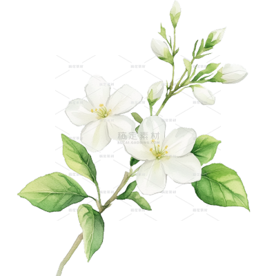 植物系列插画水彩风一束茉莉花元素
