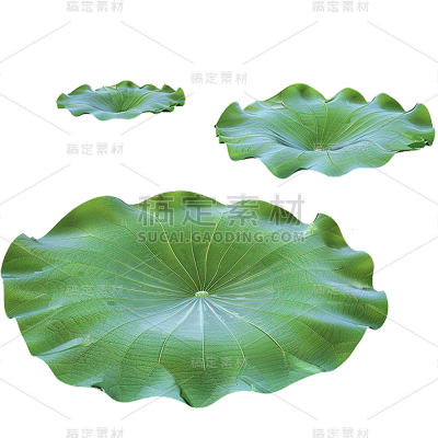 夏天通用实景荷叶绿色植物元素素材