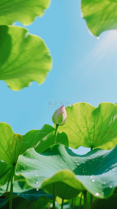 夏至实景感光影荷叶蜻蜓背景