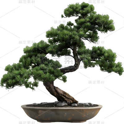 植物实景松树盆栽元素素材