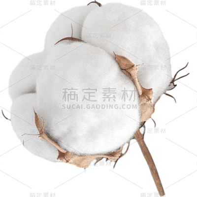 植物通用实景白色棉花元素素材