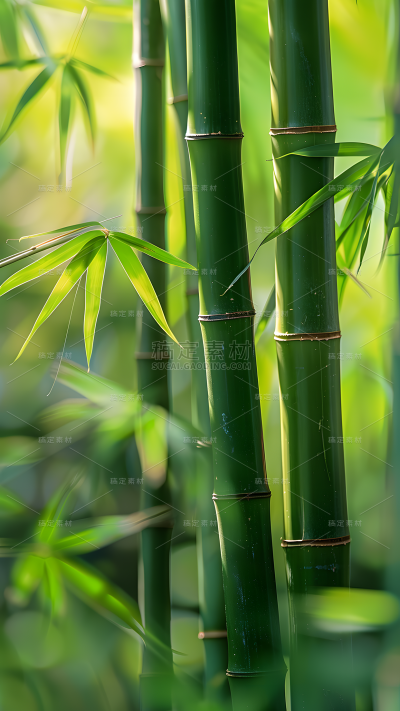 植物通用实景竹林特写背景场景图片素材