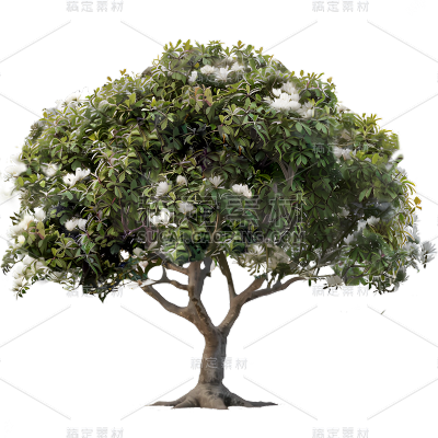 植物通用实景树元素素材