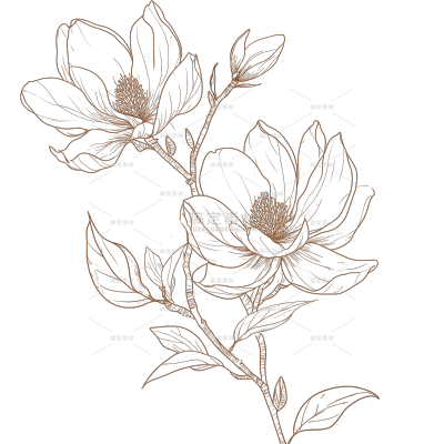 植物系列手绘风玉兰花线稿
