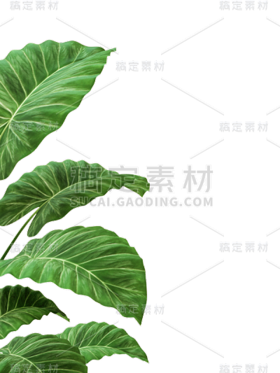 绿色叶子植物树叶