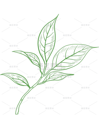 植物系列插画风茶叶线描元素