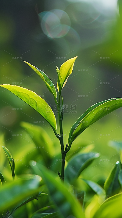 植物通用实景绿色茶叶茶园场景背景图片素材