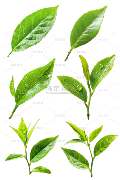 植物实景茶叶芽元素素材