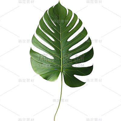 绿色植物叶子树叶装饰元素