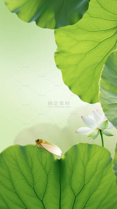 夏至实景感荷花荷叶蜻蜓背景