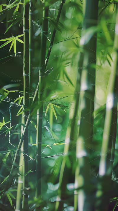 植物通用实景竹林特写背景场景图片素材