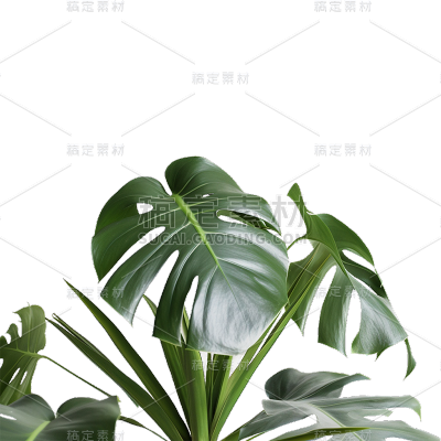 通用绿色树叶植物盆栽叶子元素贴纸