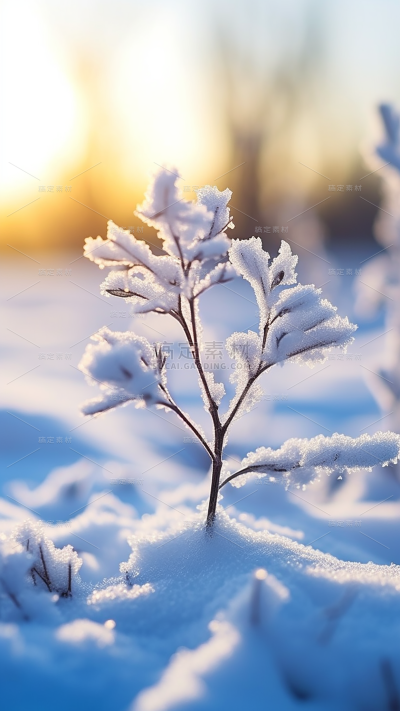 冬天冬季冬日雪景风景植物背景