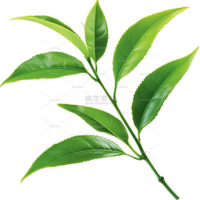 植物系列写实茶叶枝叶元素
