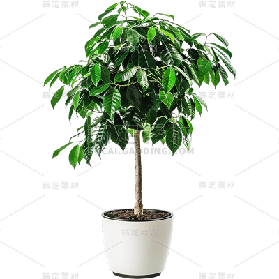 植物通用实景单个盆栽绿植元素素材