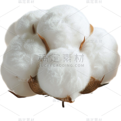 植物通用实景白色棉花元素素材
