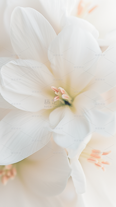 植物实景花朵特写场景背景图片素材