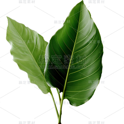 通用绿色树叶植物叶子元素贴纸