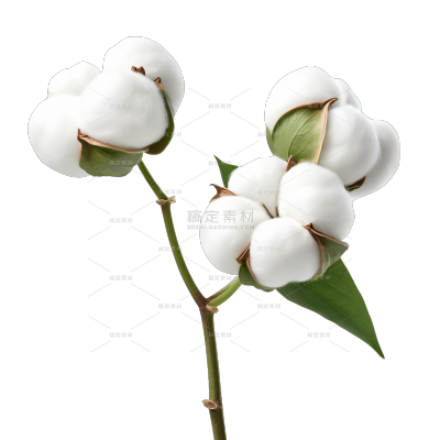 植物系列实景感绿色枝条棉花