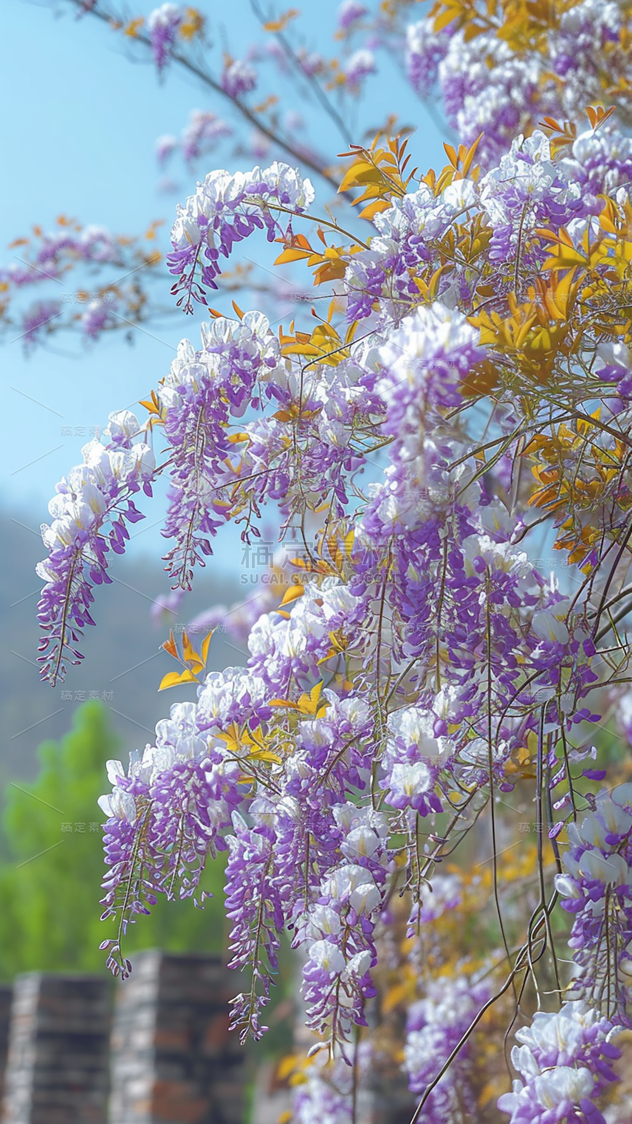 春天春季春日氛围感实景繁花背景场景图片素材-紫藤花