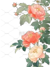 芍药素材
