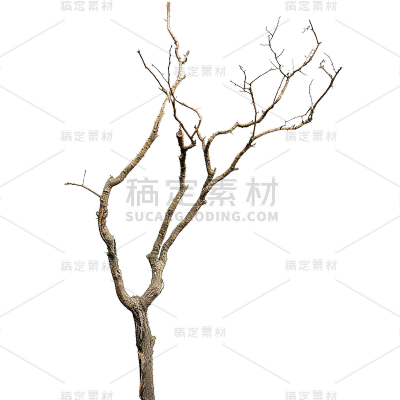 植物通用实景枯树枝元素素材