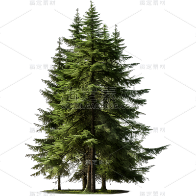 通用3D立体实景树绿色植物元素贴纸
