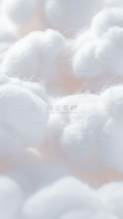 植物实景白色棉絮背景场景图片素材