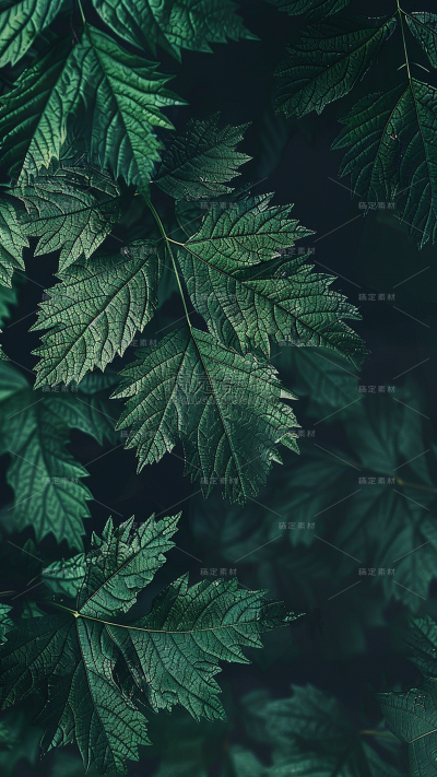 植物通用实景平铺树叶背景场景图片素材