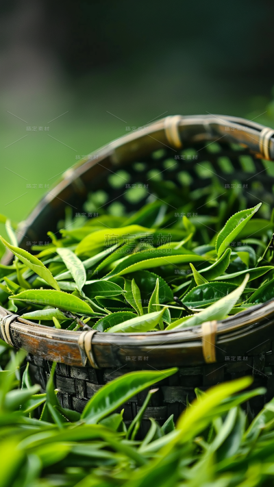 植物通用实景绿色茶叶茶园场景背景图片素材