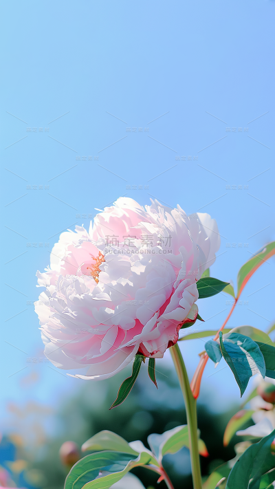春天春季春日氛围感实景繁花背景场景图片素材-牡丹花