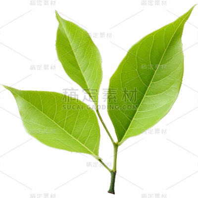 通用绿色树叶植物叶子元素贴纸