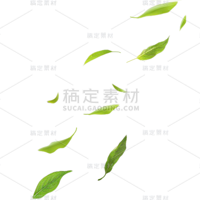 植物通用实景绿色动态落叶元素素材