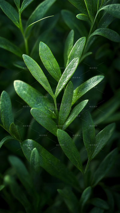 植物系列绿色叶子植物背景